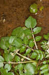 Watercress